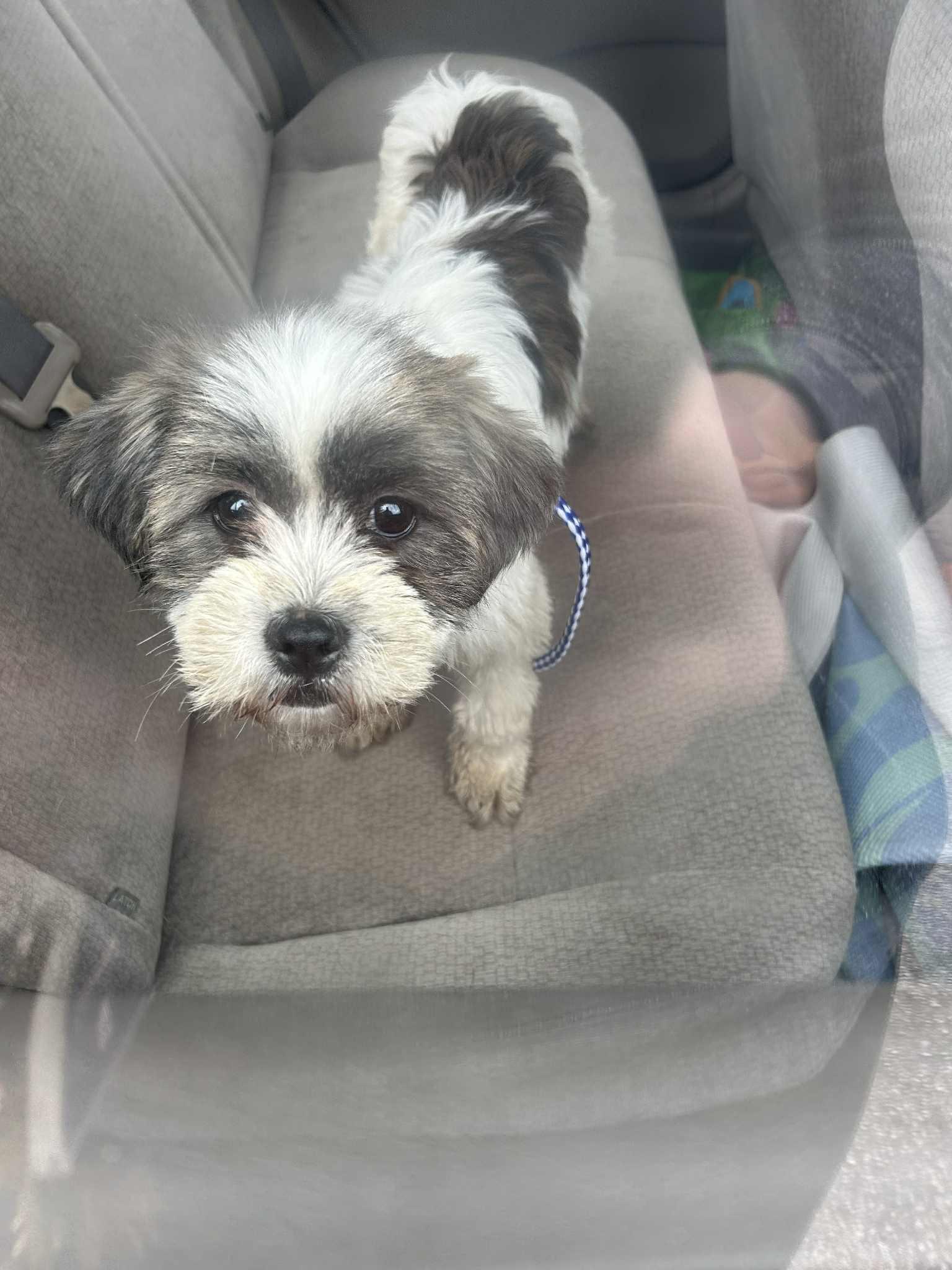 Sami, an adoptable Cavapoo in Memphis, TN, 38111 | Photo Image 1