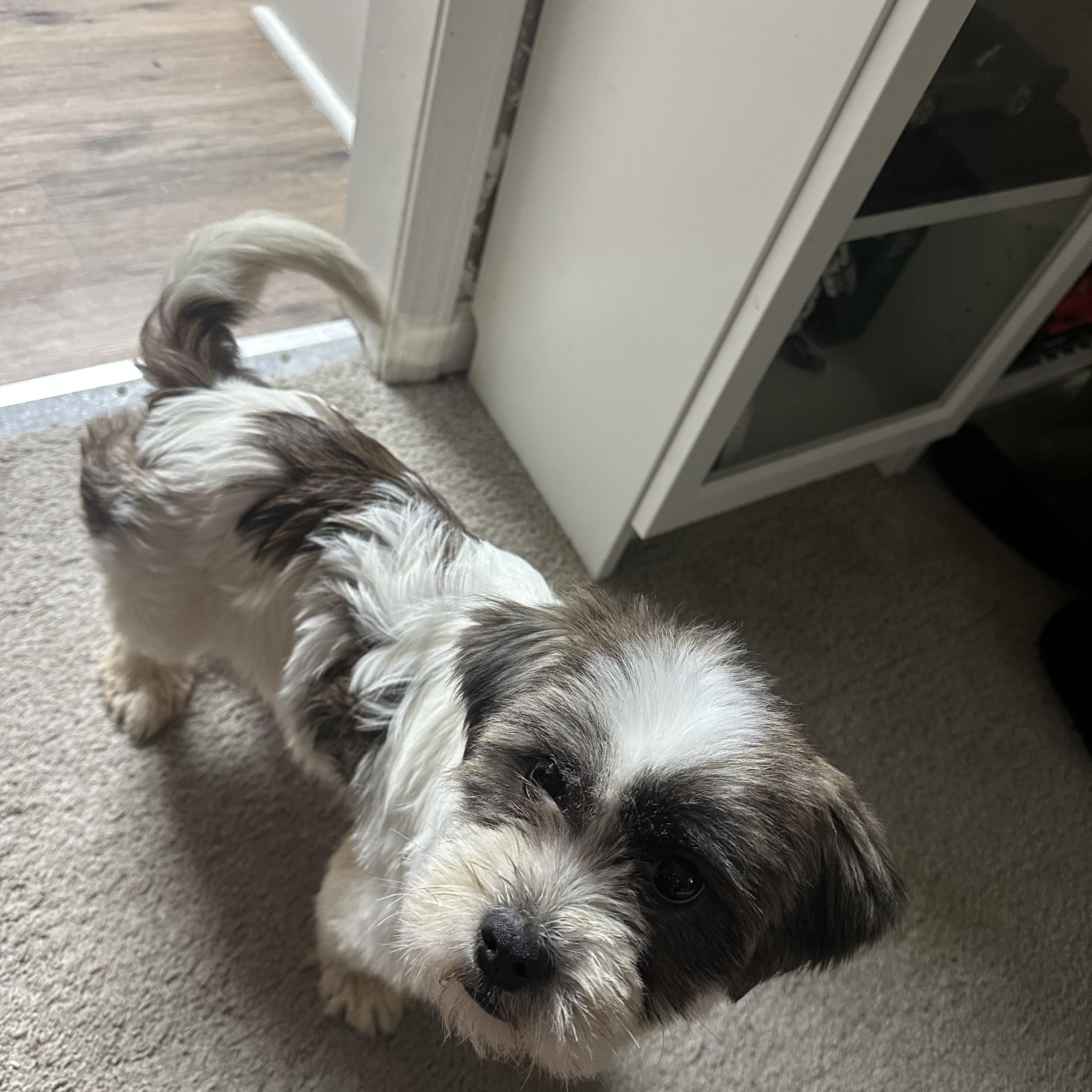 Sami, an adoptable Cavapoo in Memphis, TN, 38111 | Photo Image 2