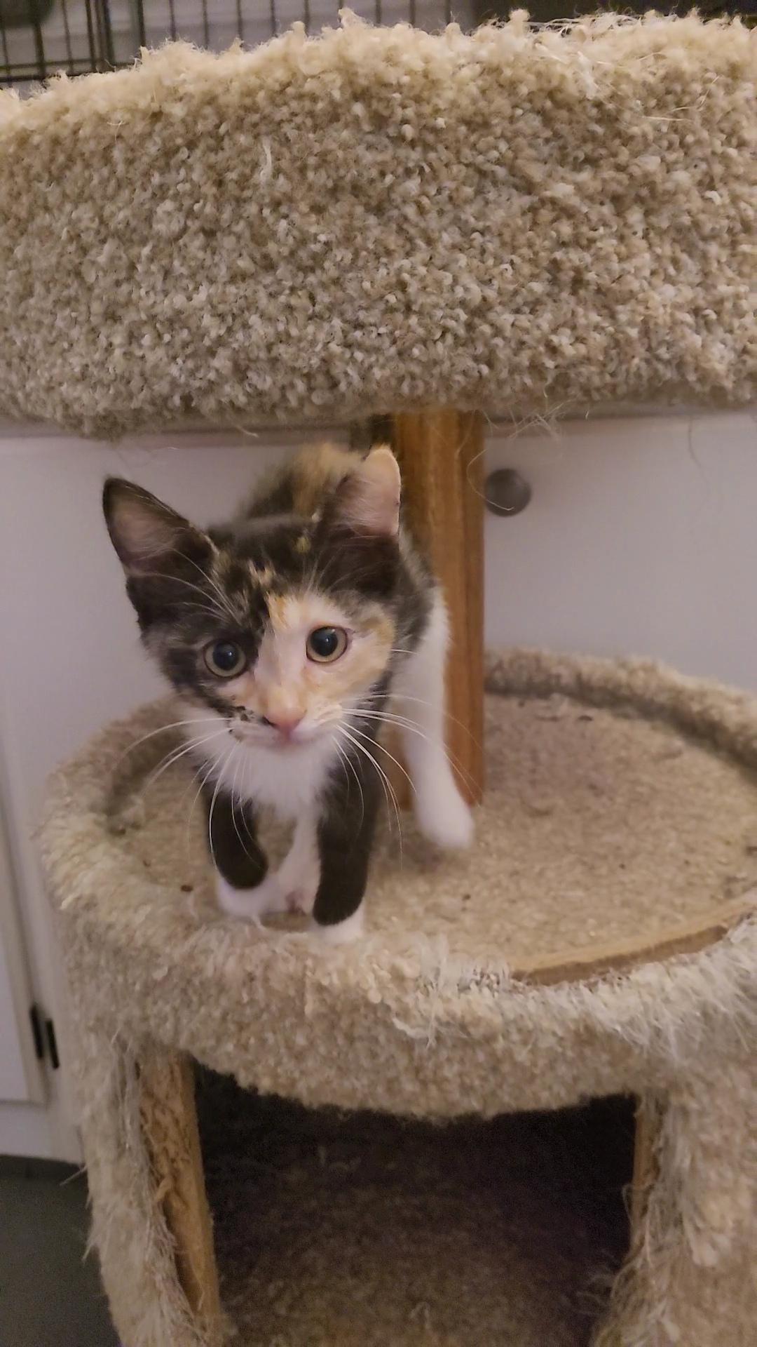 Enlarge RAISINET, a Adoptable mixed breed in Escalon, CA image 5/6
