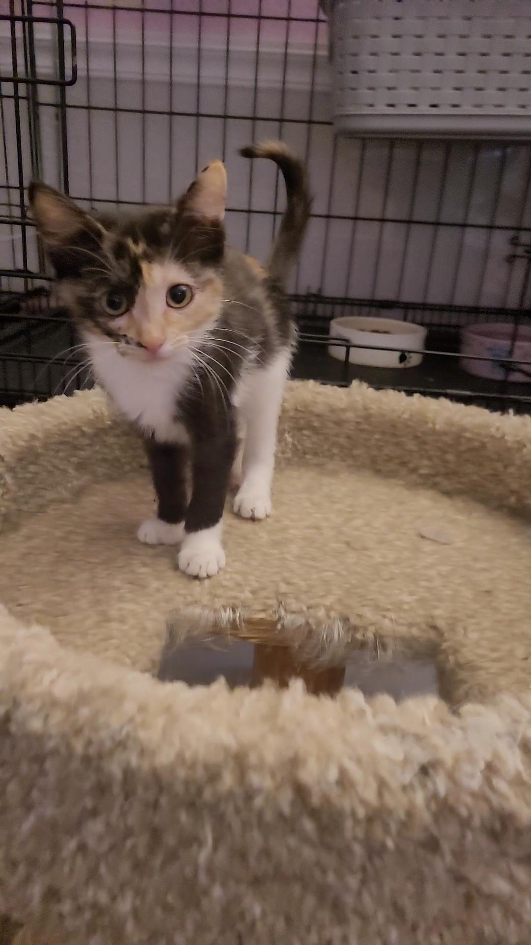 Enlarge RAISINET, a Adoptable mixed breed in Escalon, CA image 1/6