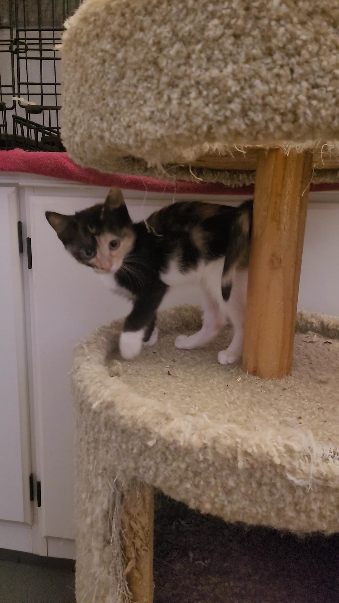 Enlarge RAISINET, a Adoptable mixed breed in Escalon, CA image 3/6