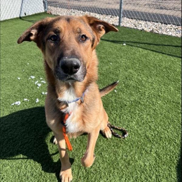 Ryder — thumbnail 4