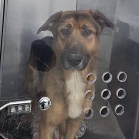 Enlarge Ryder, a Adoptable mixed breed in Bristol, IN image 1/2