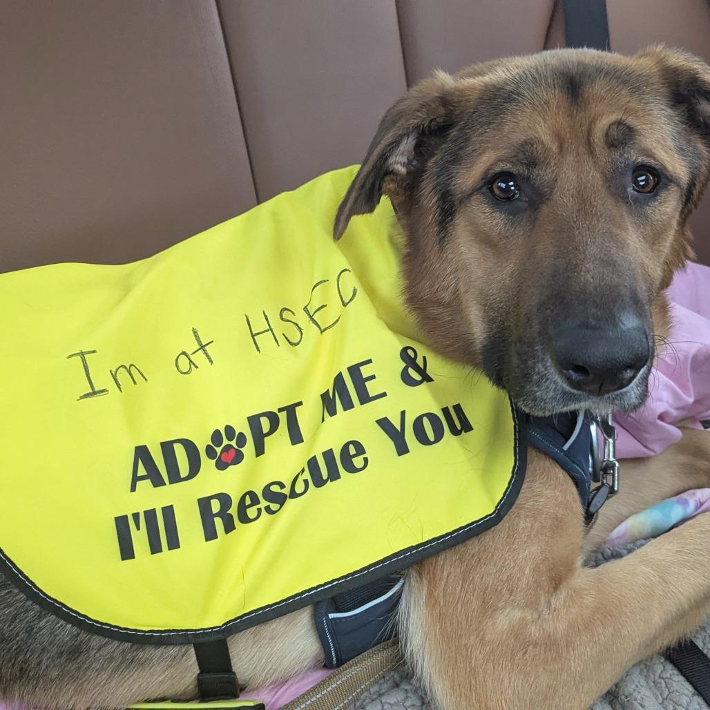 Enlarge Ryder, a Adoptable mixed breed in Bristol, IN image 2/2