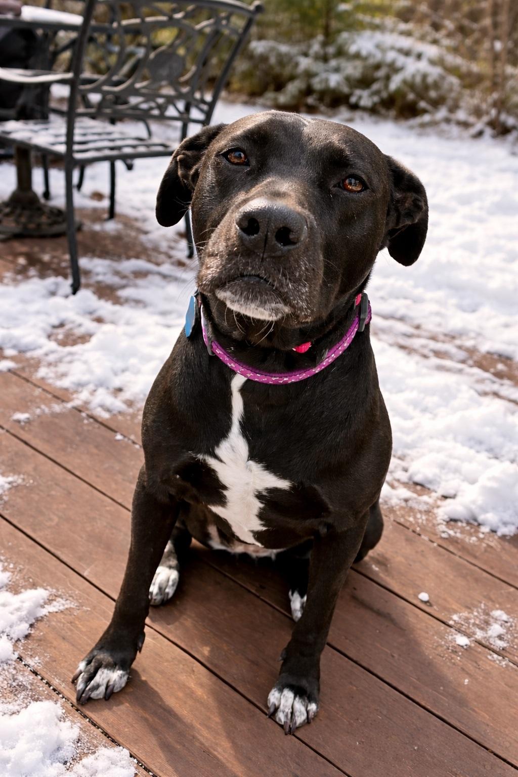 Rory #5, ADOPTABLE, Adult Female Black Labrador Retriever.