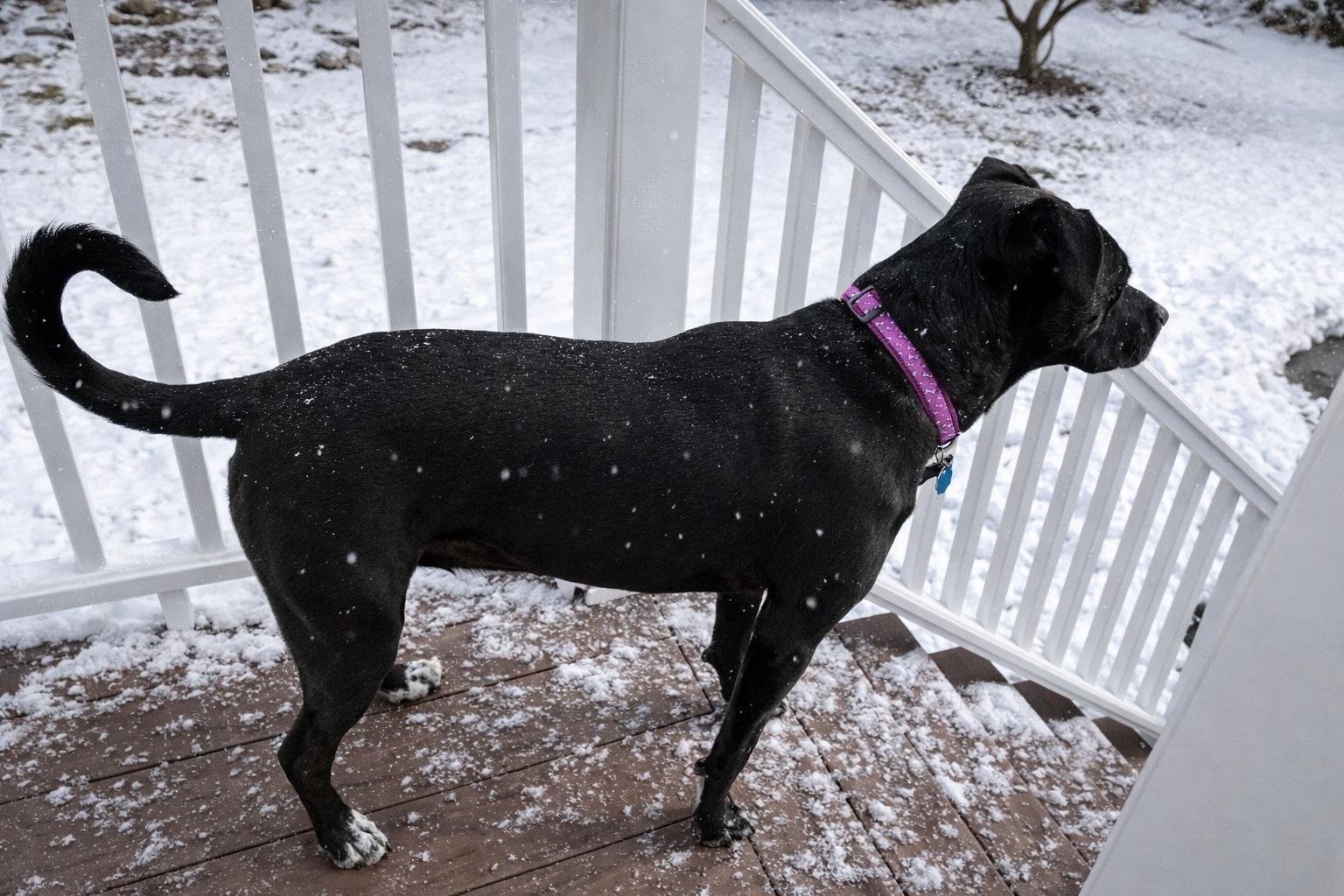 Enlarge Rory #5, a ADOPTABLE mixed breed in Killingworth, CT image 5/6