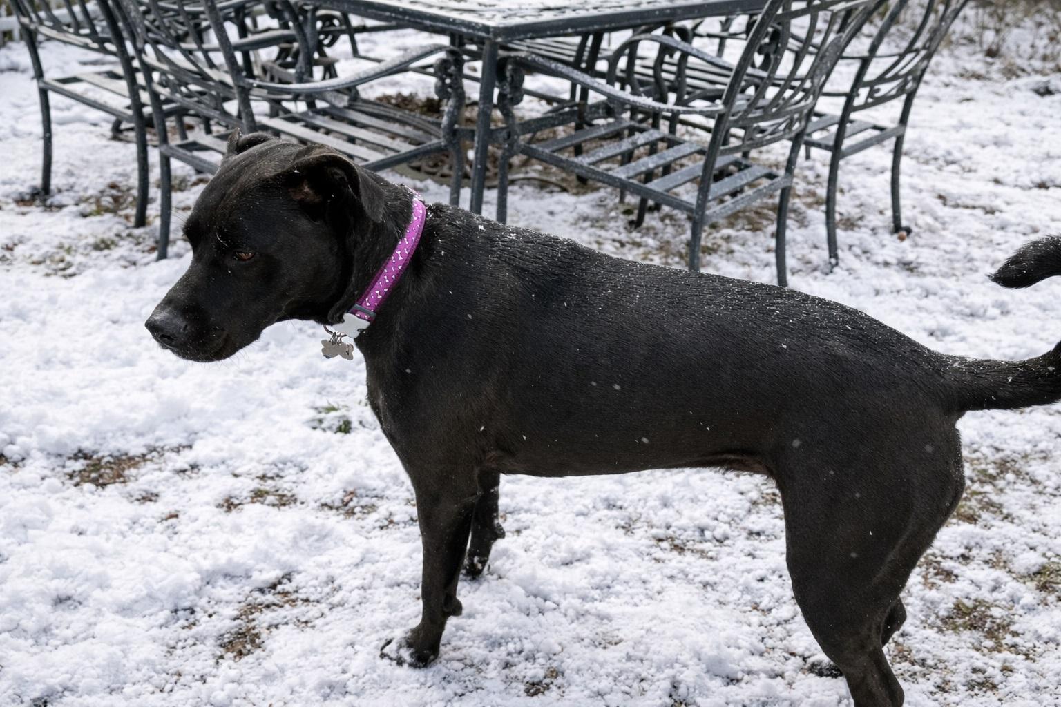 Enlarge Rory #5, a ADOPTABLE mixed breed in Killingworth, CT image 2/6