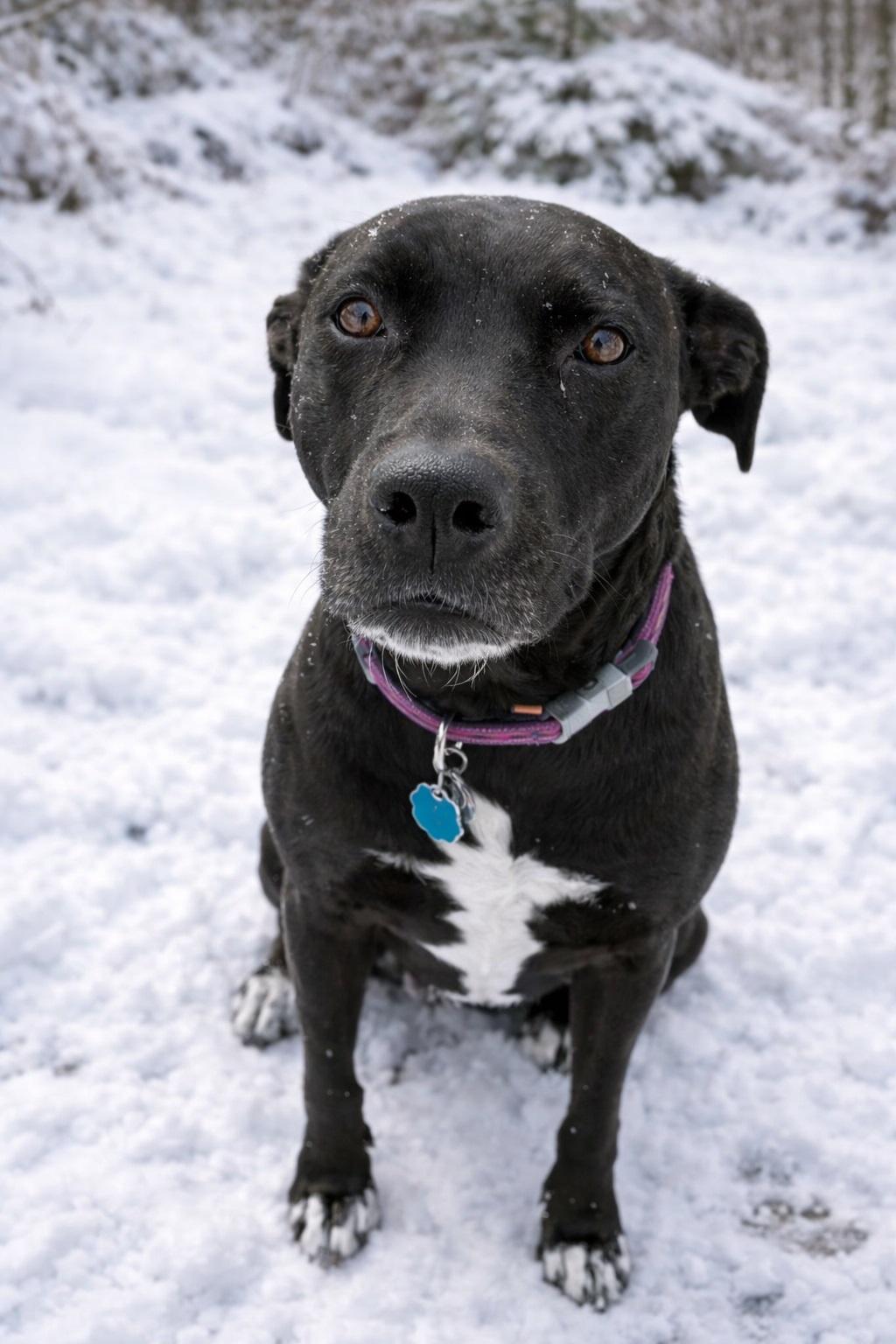 Enlarge Rory #5, a ADOPTABLE mixed breed in Killingworth, CT image 3/6
