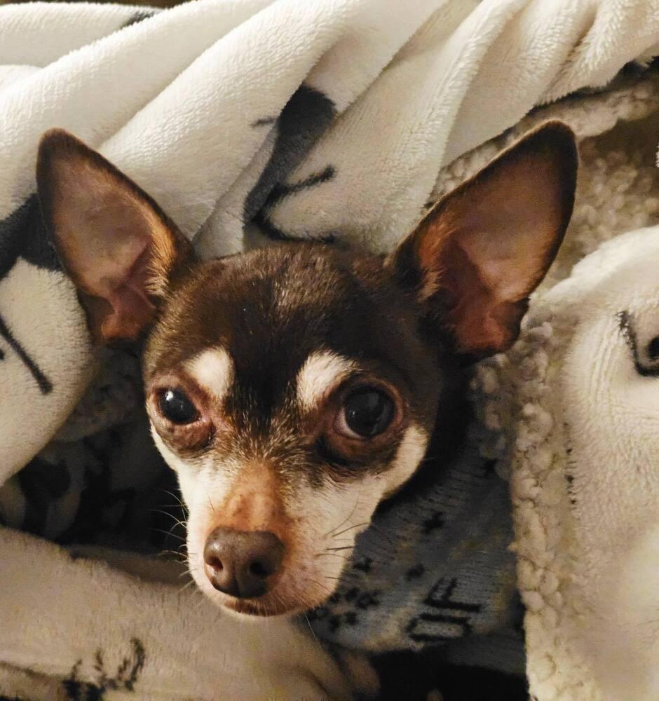 Enlarge Hugo, a Adoptable Chihuahua in Denton, MD image 1/1