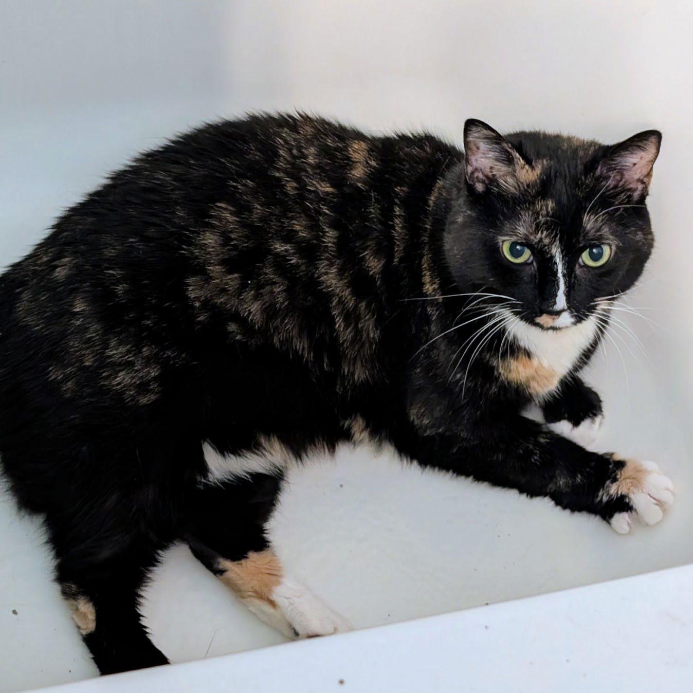 Sashimi (Chloe), Adoptable, Senior Female Domestic Short Hair & Calico.