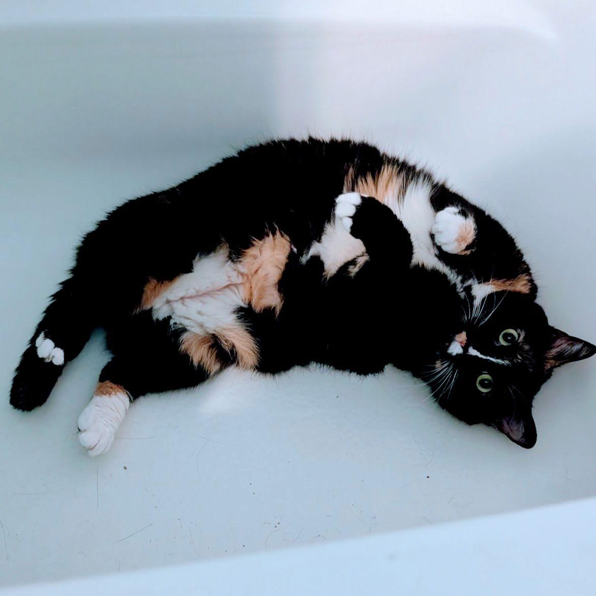 Sashimi (Chloe), a Adoptable mixed breed in Norwood, OH image 2/2