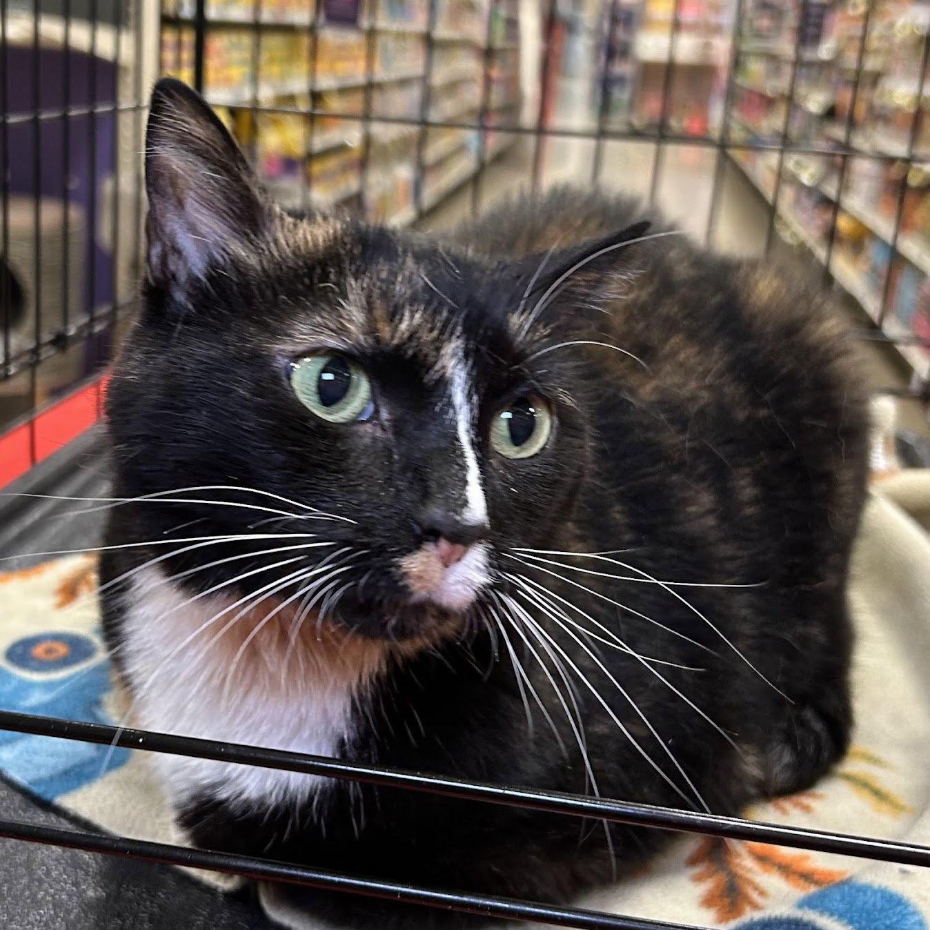 Chloe, a Adoptable mixed breed in Norwood, OH image 3/3