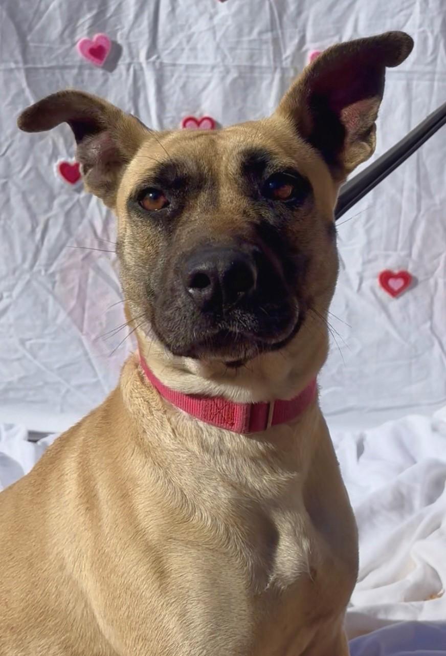 Enlarge Milly, a ADOPTABLE mixed breed in Payson, AZ image 2/5