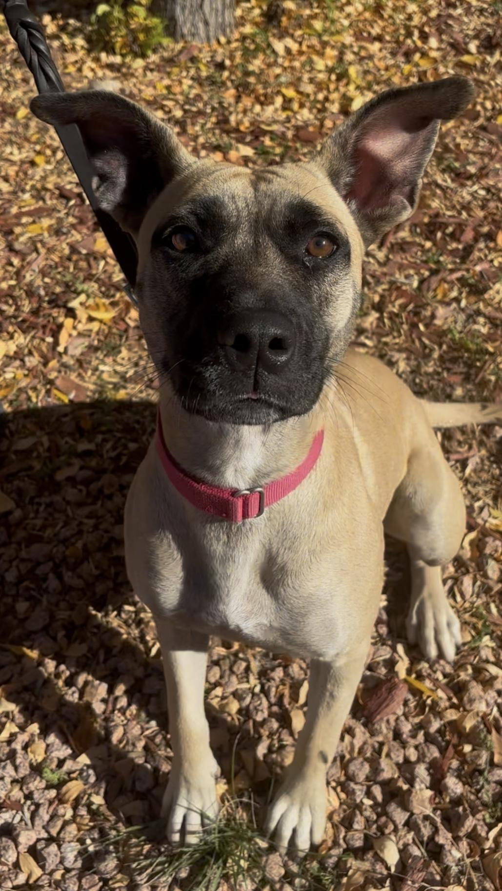 Enlarge Milly, a ADOPTABLE mixed breed in Payson, AZ image 5/5