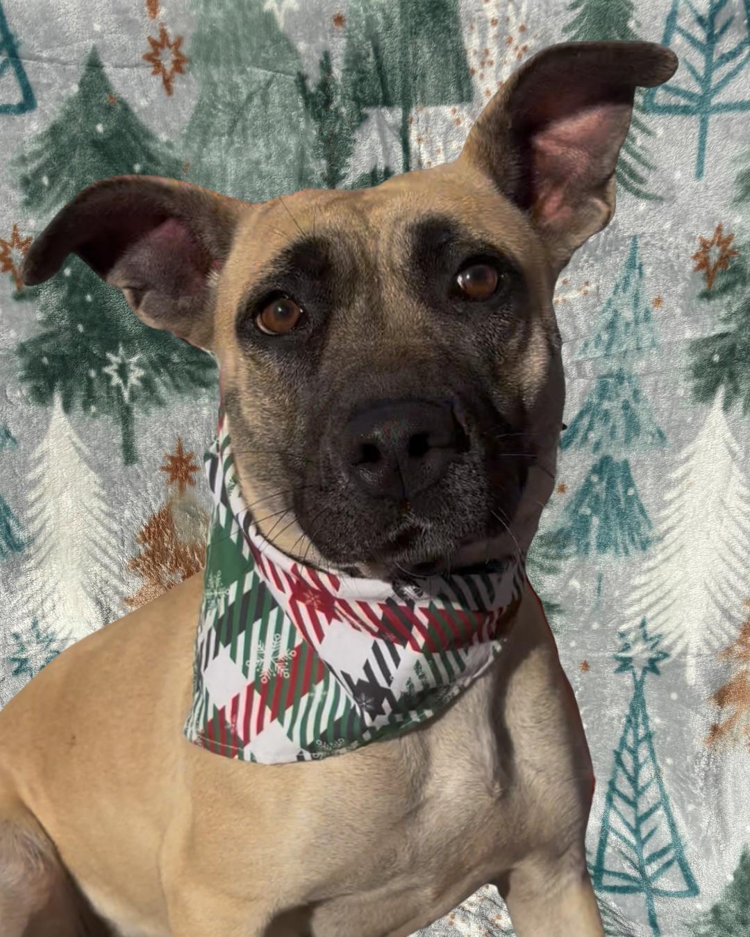 Enlarge Milly, a ADOPTABLE mixed breed in Payson, AZ image 3/5