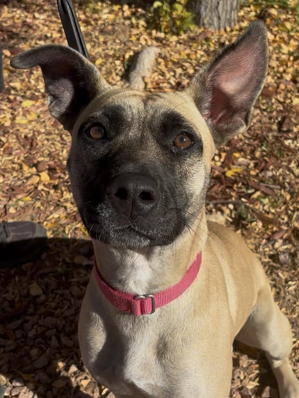 Milly, ADOPTABLE, Adult Female Rhodesian Ridgeback.
