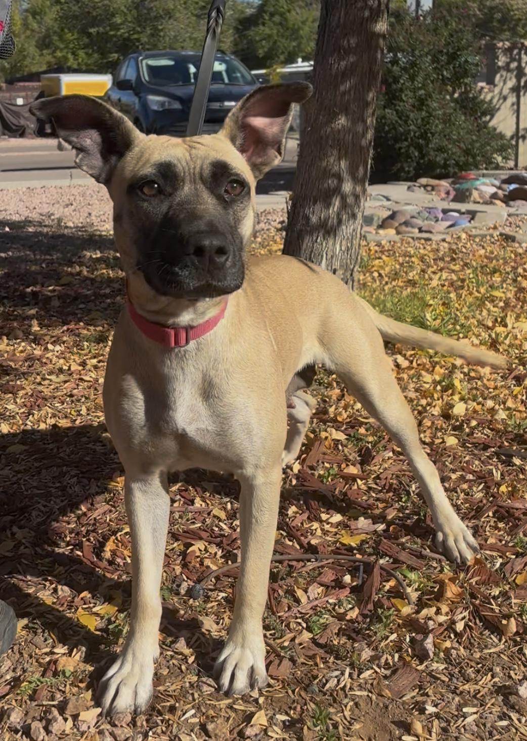 Enlarge Milly, a ADOPTABLE mixed breed in Payson, AZ image 4/5