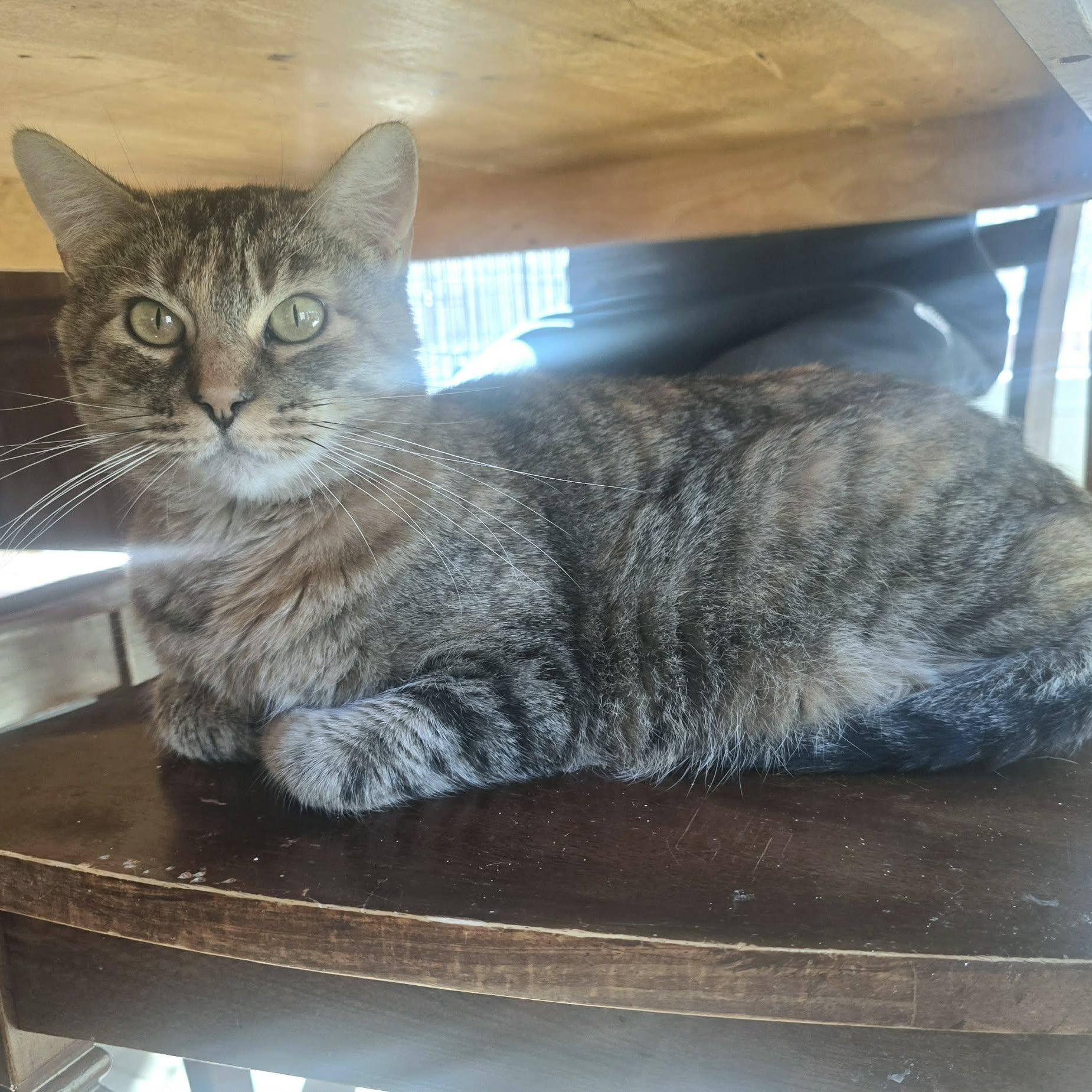 Enlarge Hali, a Adoptable Domestic Short Hair in Warr Acres, OK image 2/3