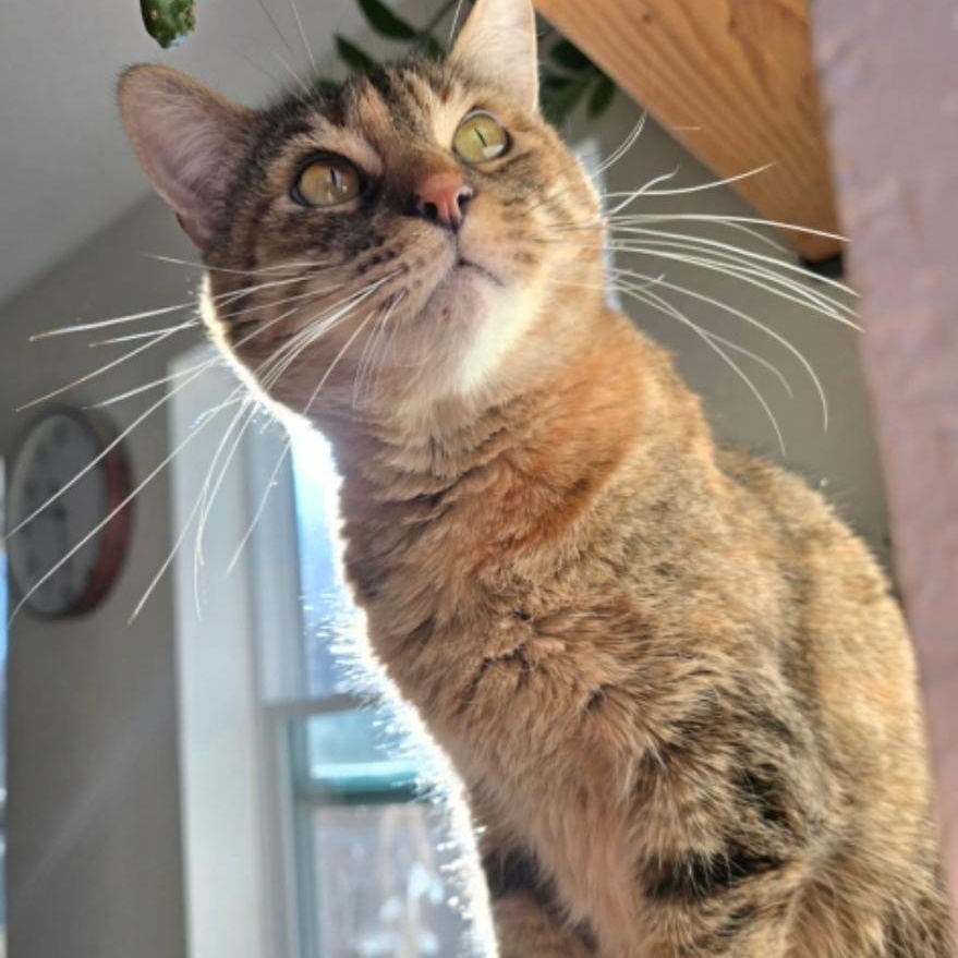 Enlarge Hali, a Adoptable Domestic Short Hair in Warr Acres, OK image 1/3