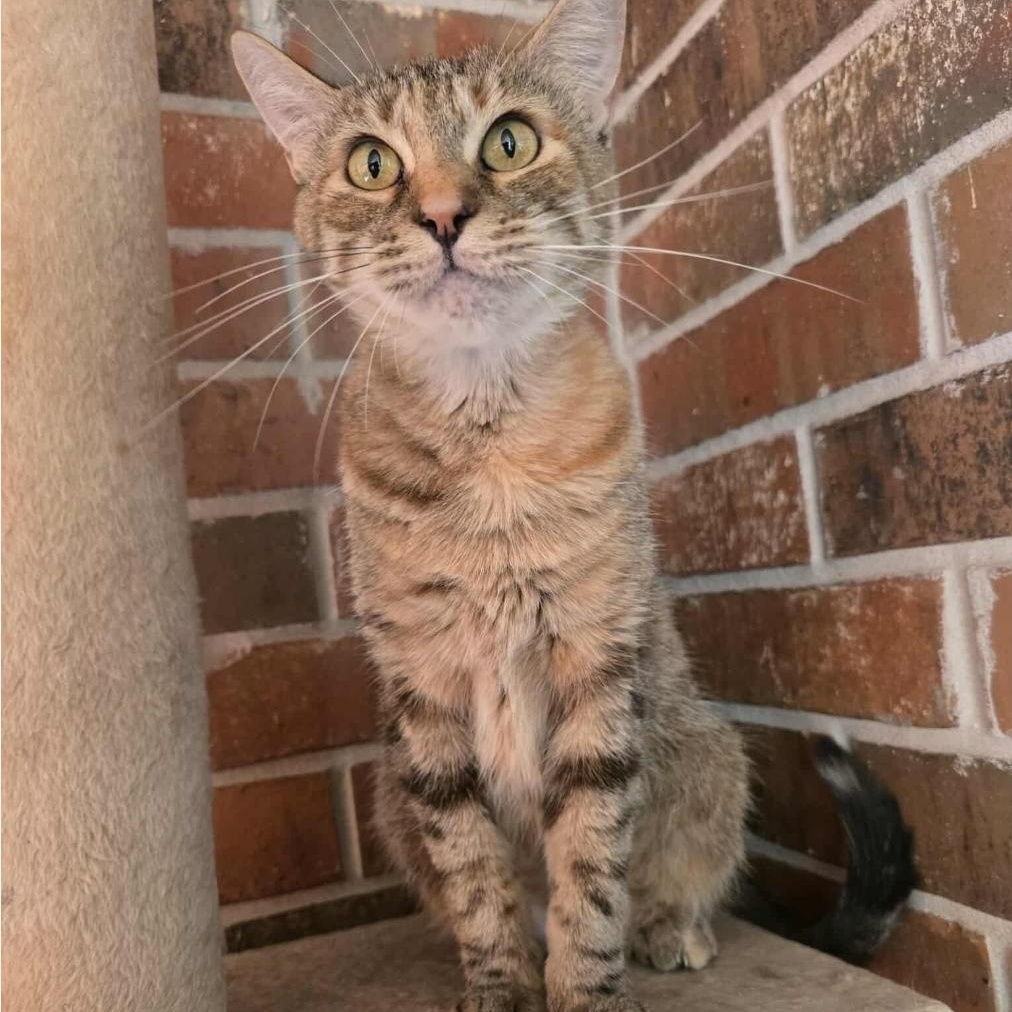 Enlarge Hali, a Adoptable Domestic Short Hair in Warr Acres, OK image 3/3