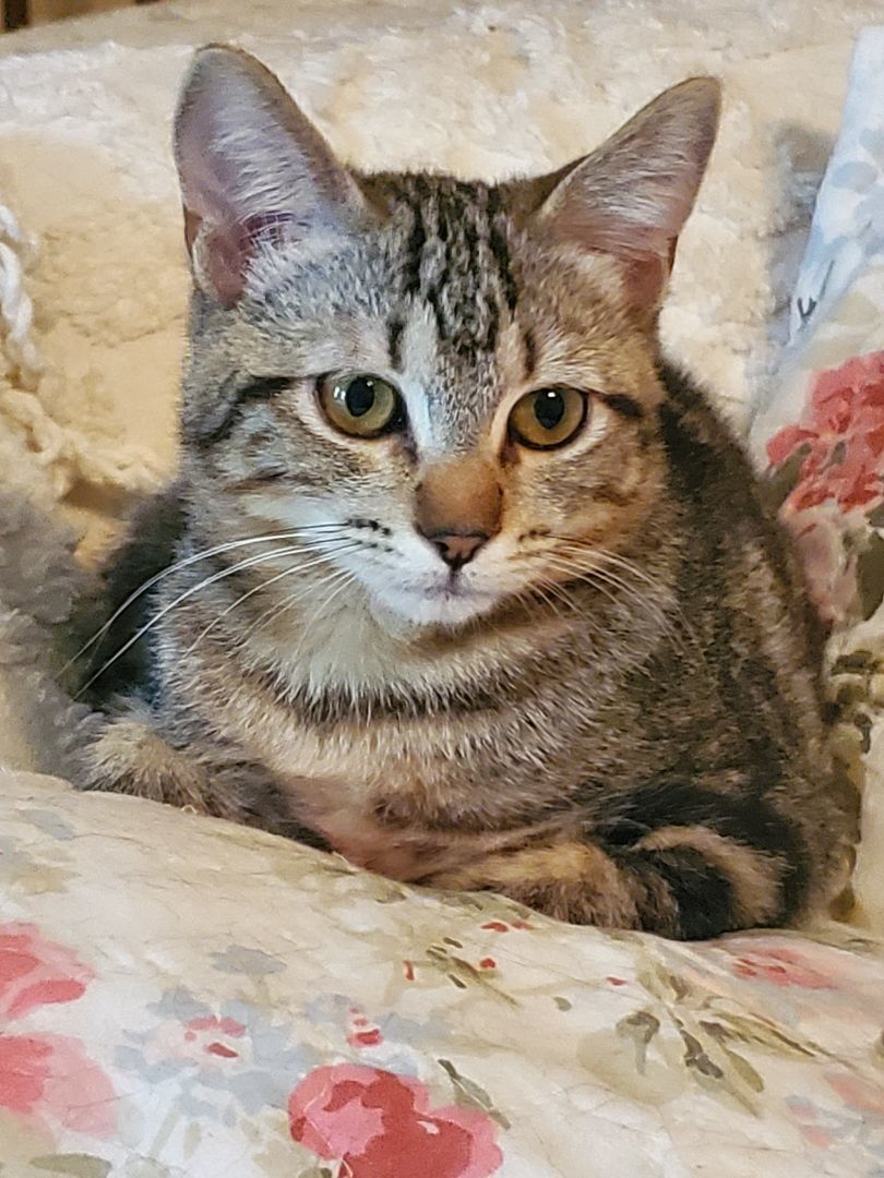 Graham, Young Male American Shorthair
