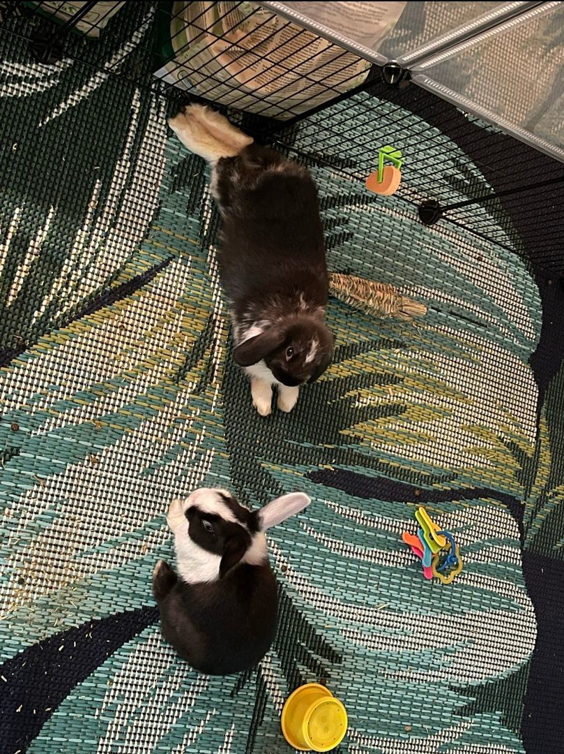 Enlarge Ferdinand & Puddles, a Adopted American in Gig Harbor, WA image 1/3