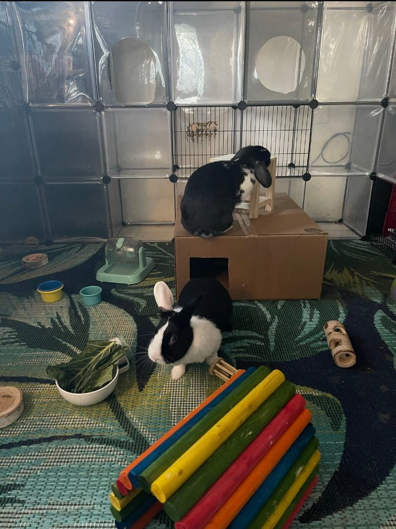 Enlarge Ferdinand & Puddles, a Adopted American in Gig Harbor, WA image 2/3