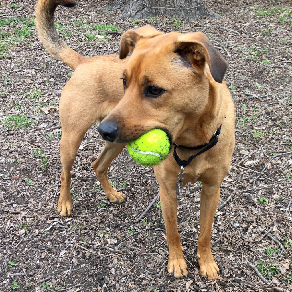 Enlarge Sand Dune, a Adoptable mixed breed in Austin, TX image 1/6