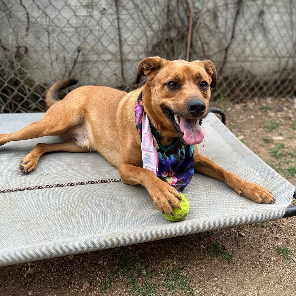 Enlarge Sand Dune, a Adoptable mixed breed in Austin, TX image 3/6