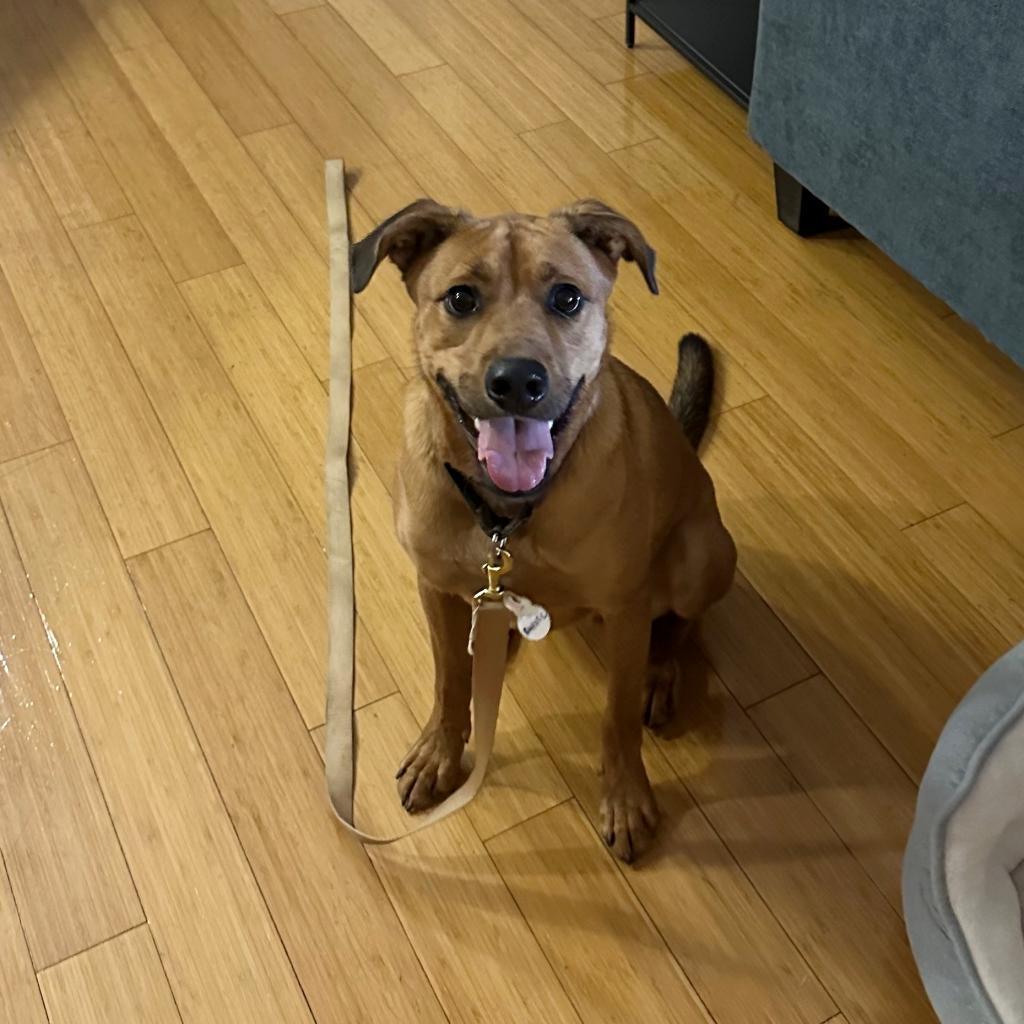 Enlarge Sand Dune, a Adoptable mixed breed in Austin, TX image 3/6