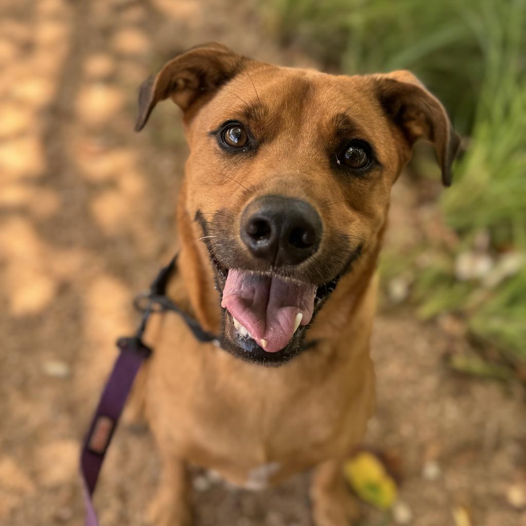 Enlarge Sand Dune, a Adoptable mixed breed in Austin, TX image 3/6