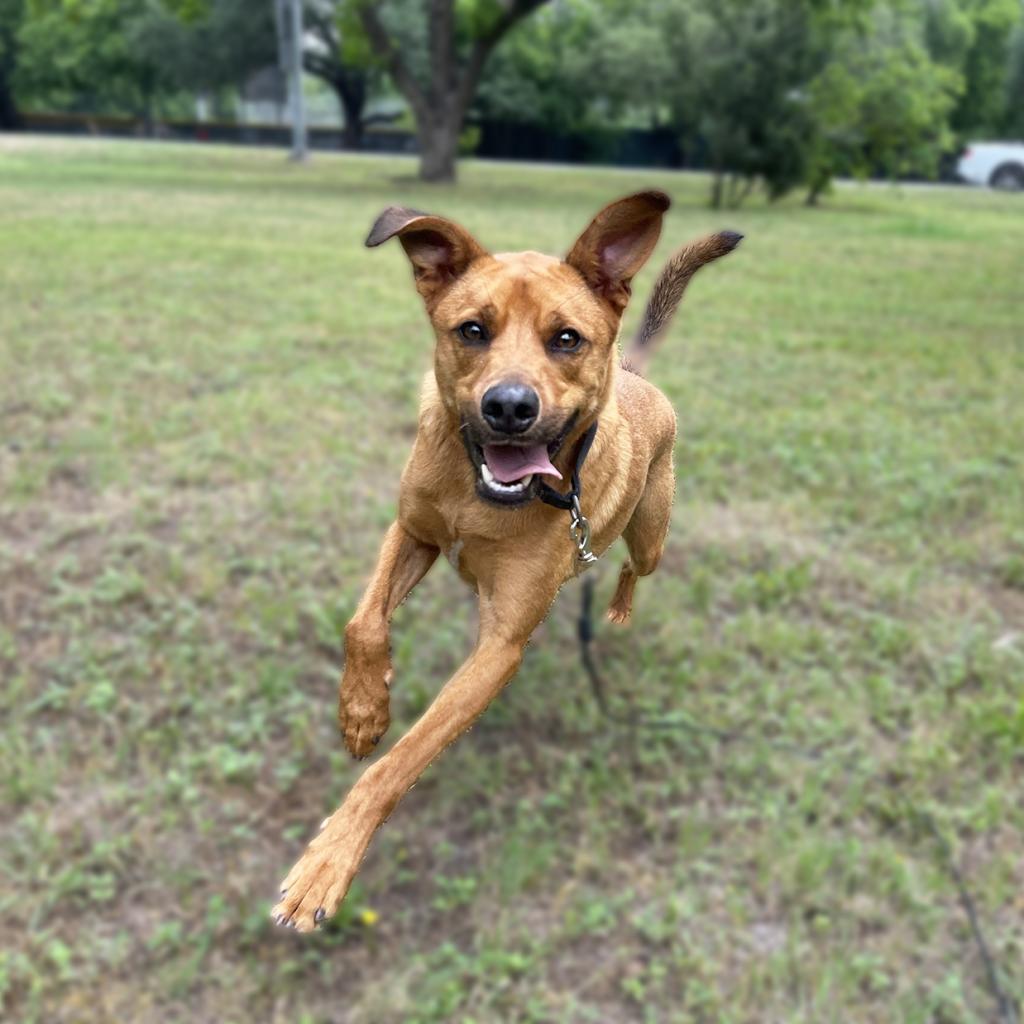Enlarge Sand Dune, a Adoptable mixed breed in Austin, TX image 4/6