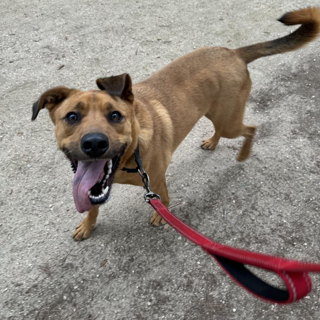 Enlarge Sand Dune, a Adoptable mixed breed in Austin, TX image 5/6