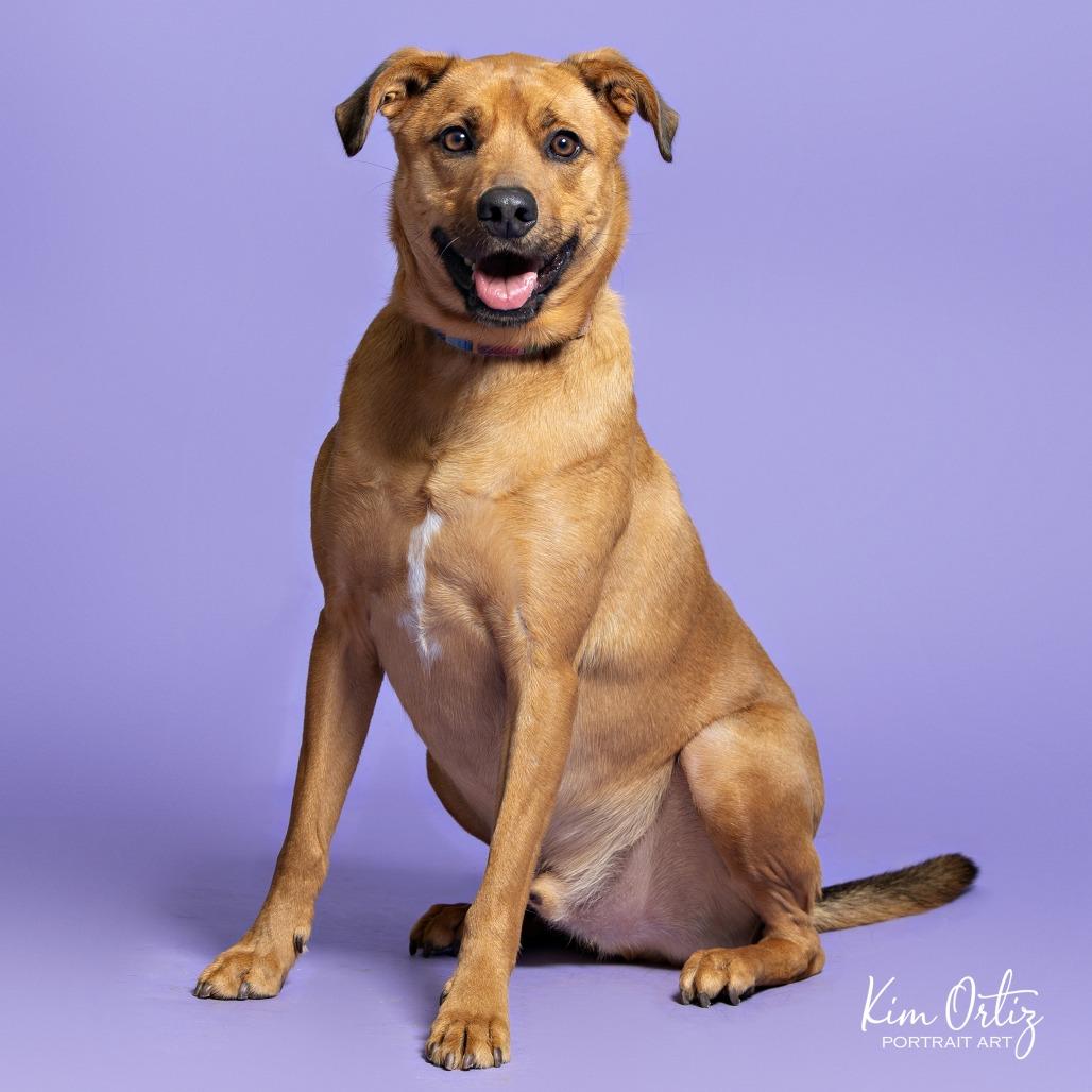 Enlarge Sand Dune, a Adoptable mixed breed in Austin, TX image 6/6