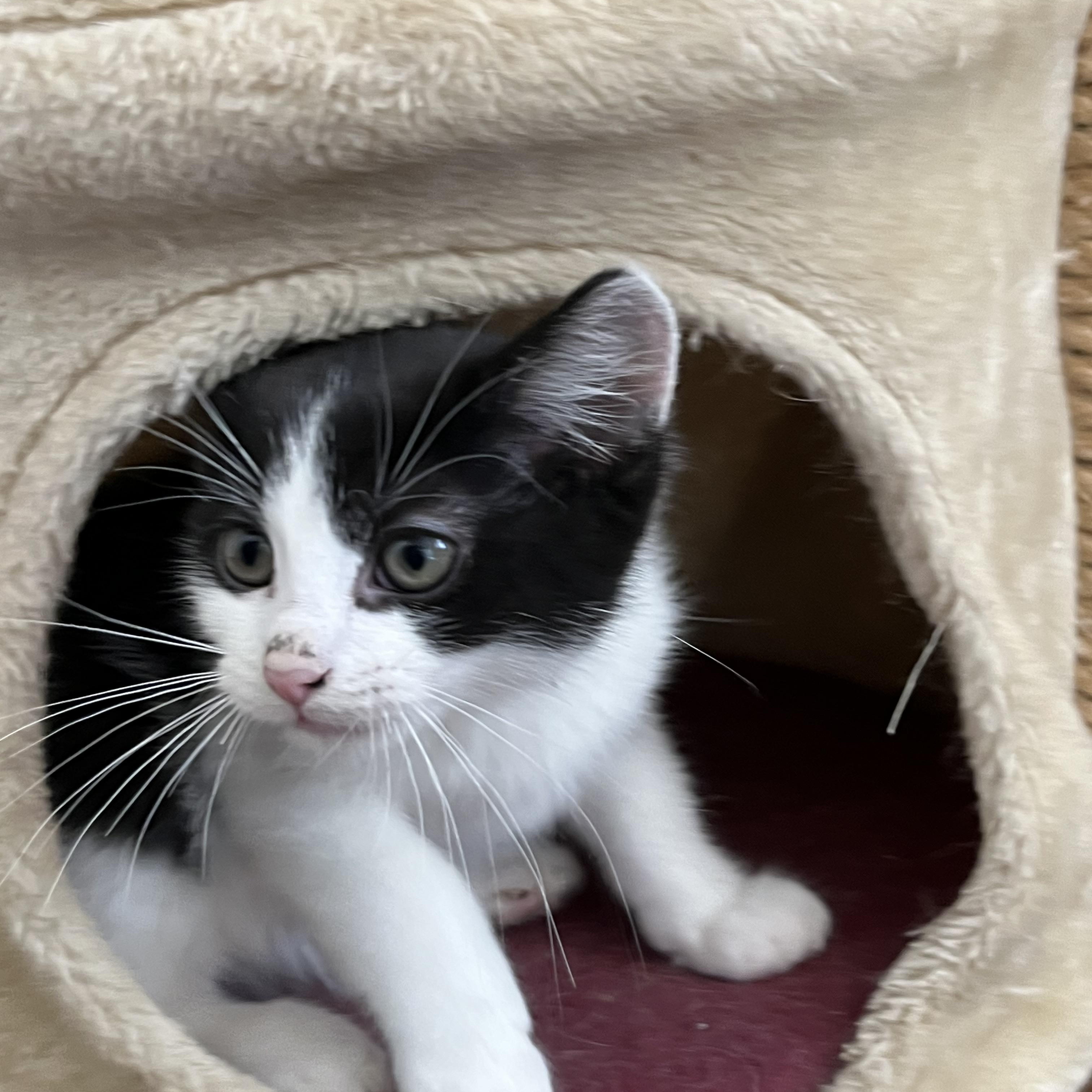 Poe, Adoptable, Kitten Male Tuxedo.