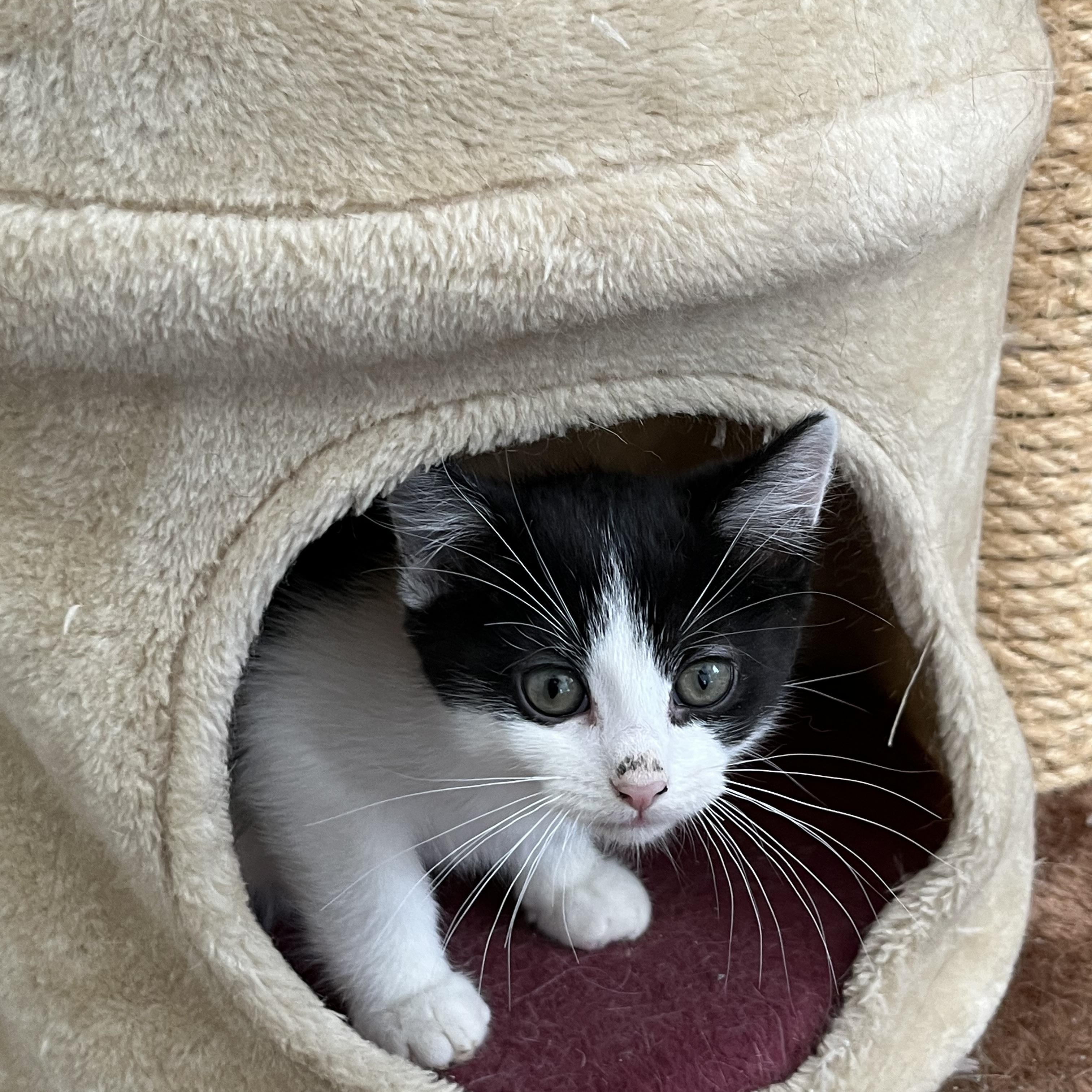 Poe, a Adoptable Tuxedo in Palatine, IL image 2/2