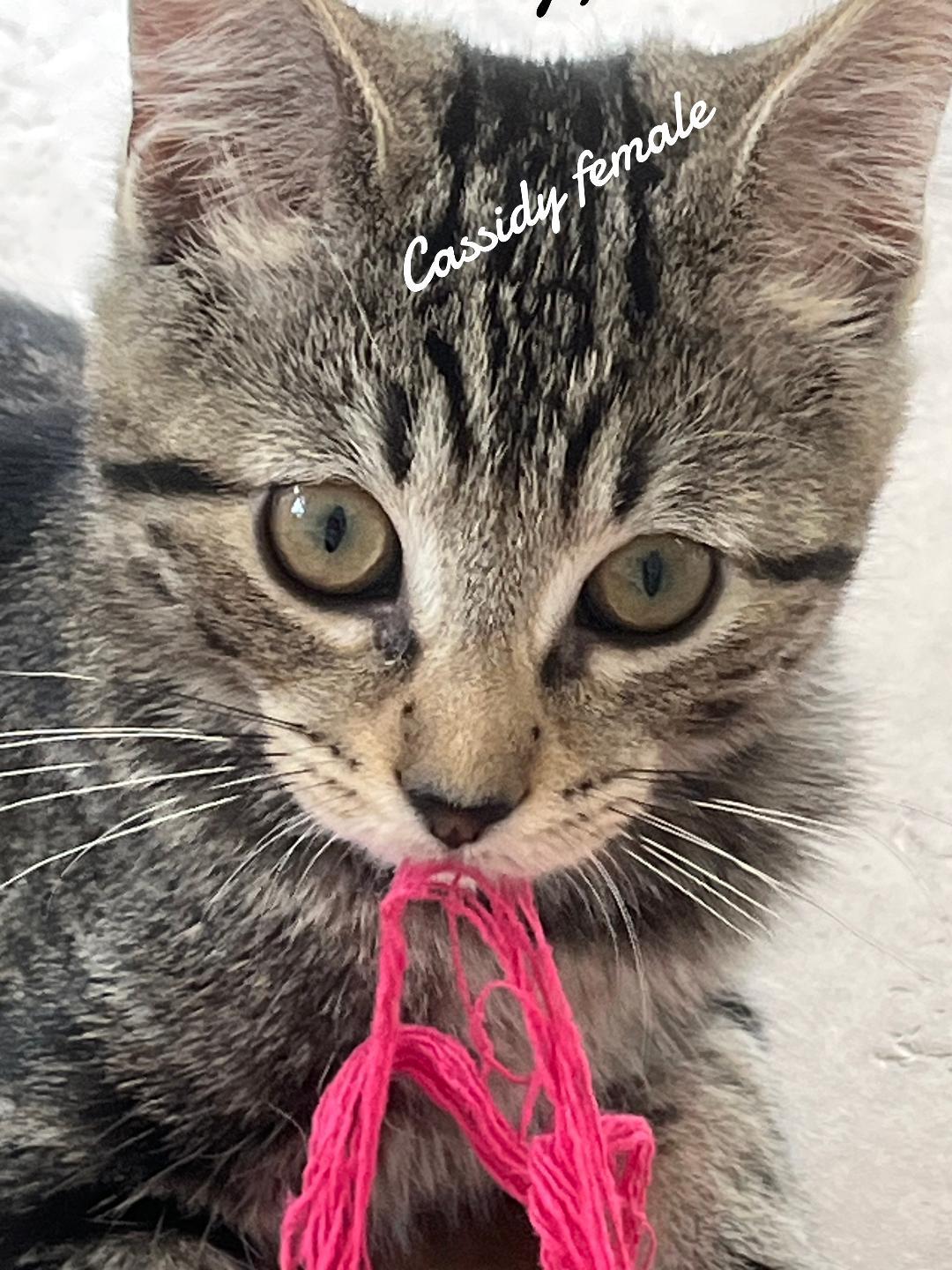 Cassidy, Adoptable, Kitten Female Domestic Short Hair.