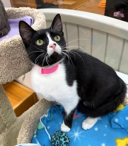 Enlarge Cindy Lou, an adopted Domestic Short Hair in Medina, OH image 1/1