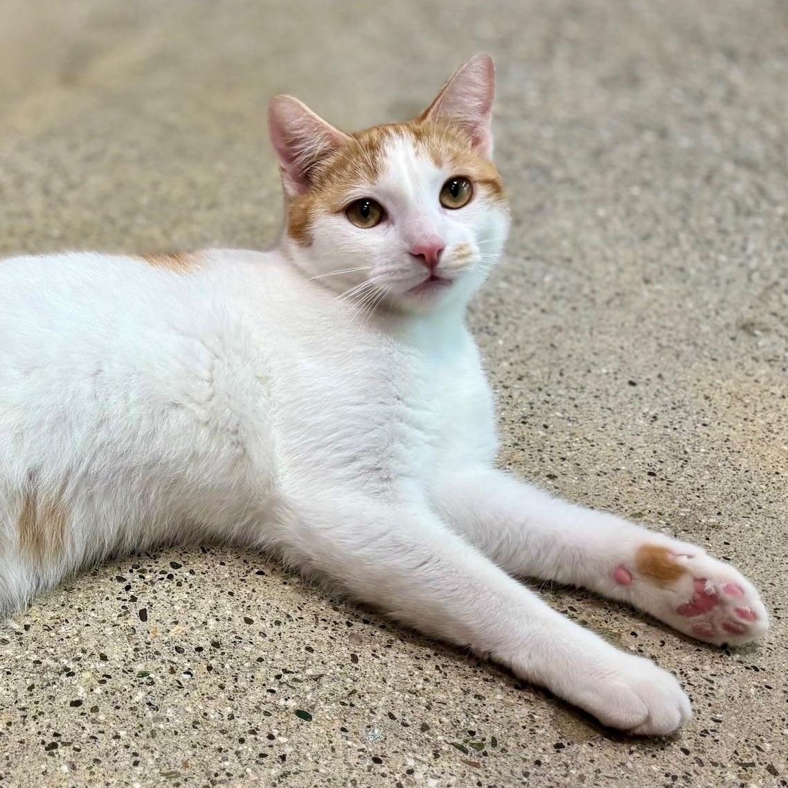 Enlarge Gingerbread, a ADOPTABLE mixed breed in Beverly Hills, CA image 1/1