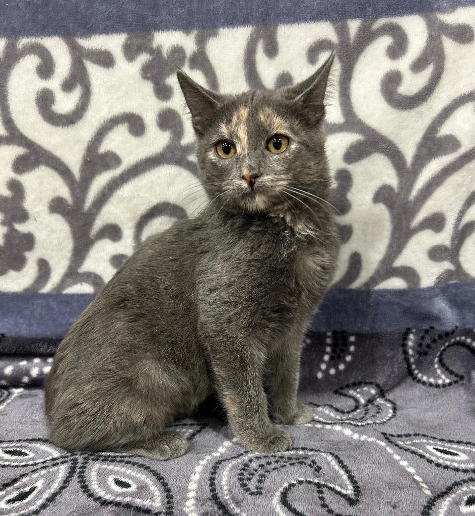 Joy, Adopted, Young Female Domestic Short Hair.