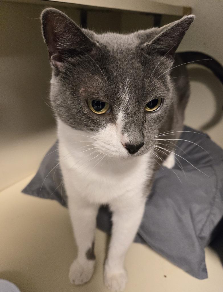 Enlarge Katerina, a Adoptable mixed breed in Windsor, CT image 1/2