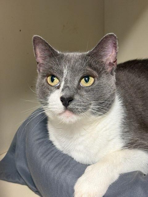 Enlarge Katerina, a Adoptable mixed breed in Windsor, CT image 2/2
