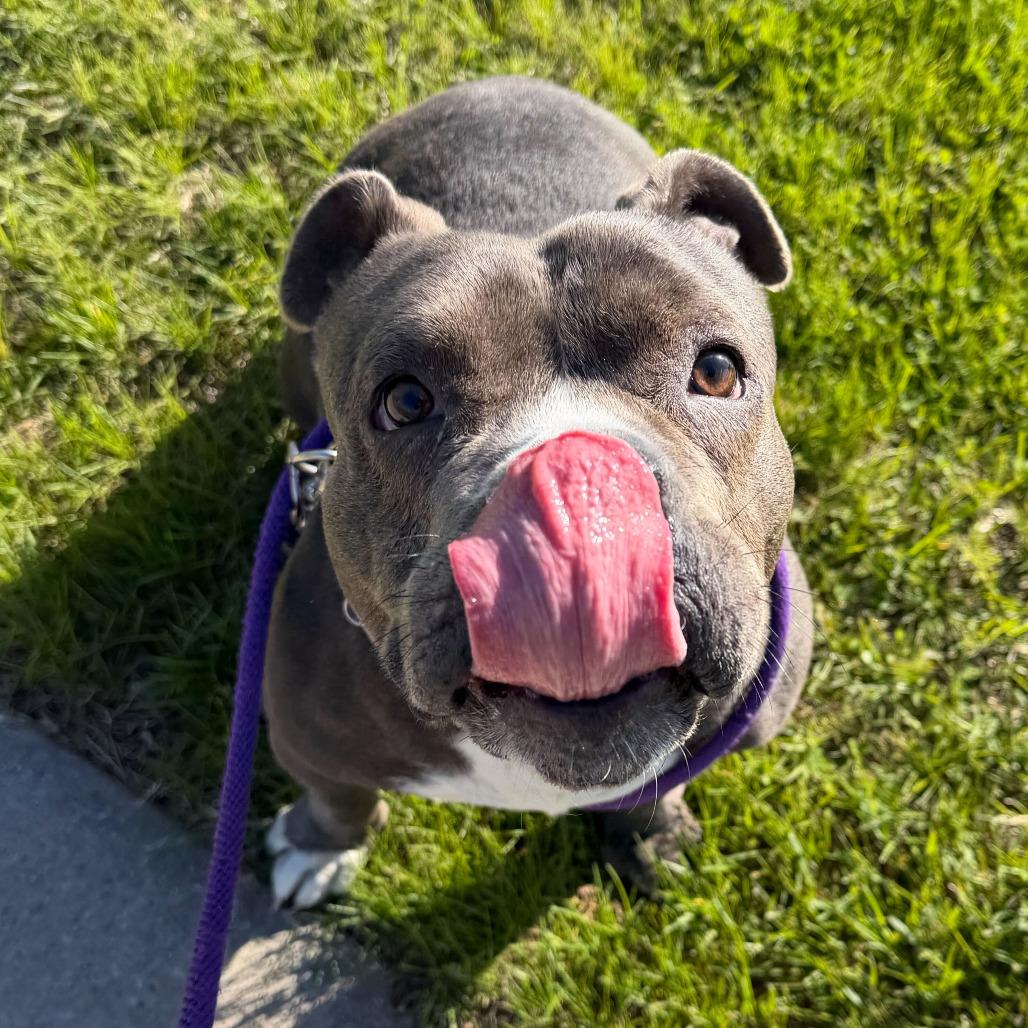 Megan, Adoptable, Adult Female American Staffordshire Terrier & Mixed Breed.