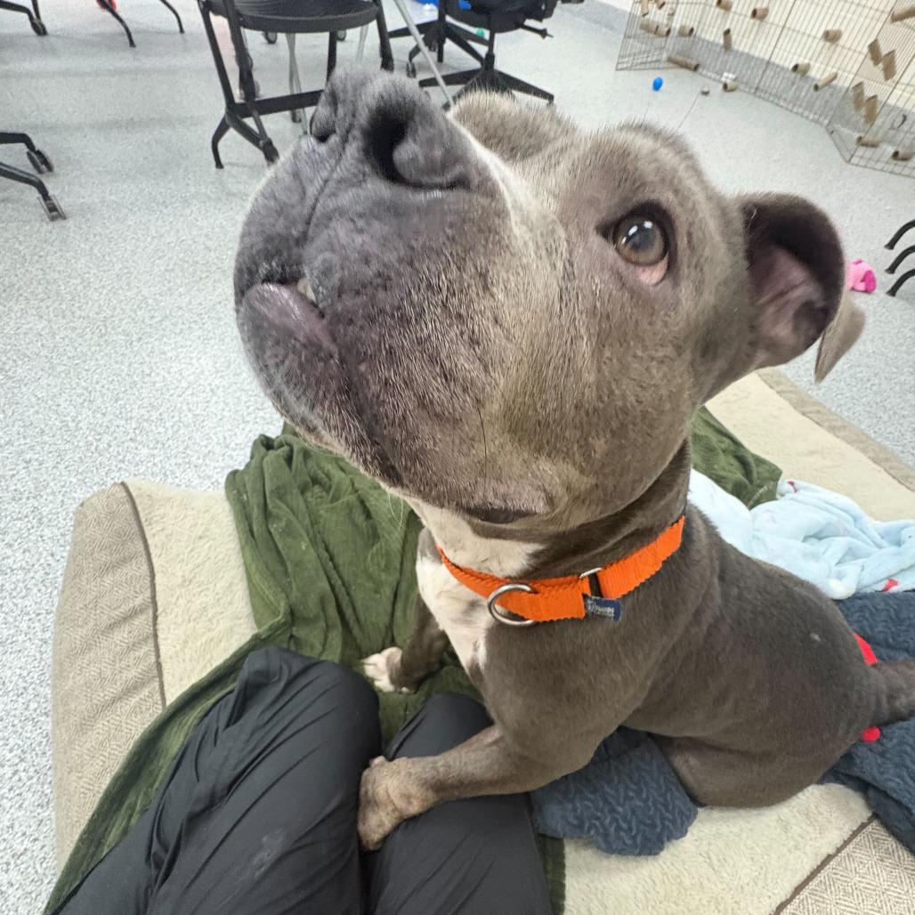 Enlarge Megan, a Adoptable mixed breed in Grand Rapids, MI image 2/6