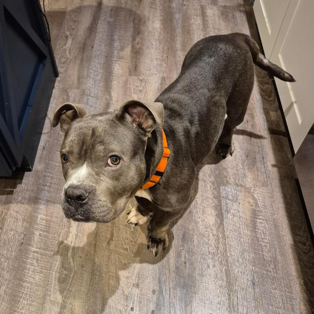 Enlarge Megan, a Adoptable mixed breed in Grand Rapids, MI image 3/6