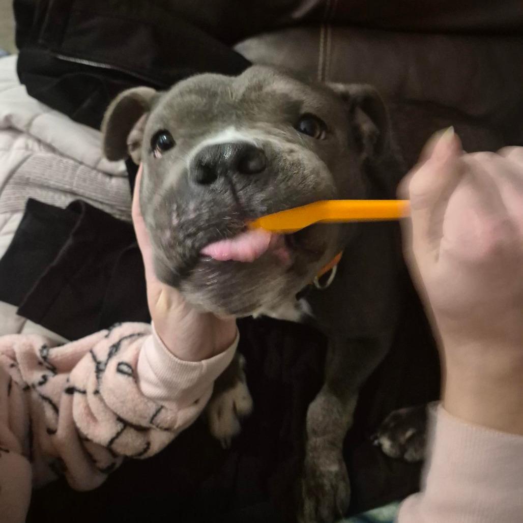 Enlarge Megan, a Adoptable mixed breed in Grand Rapids, MI image 4/6