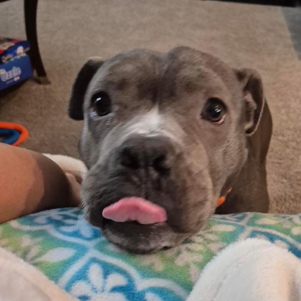 Enlarge Megan, a Adoptable mixed breed in Grand Rapids, MI image 5/6
