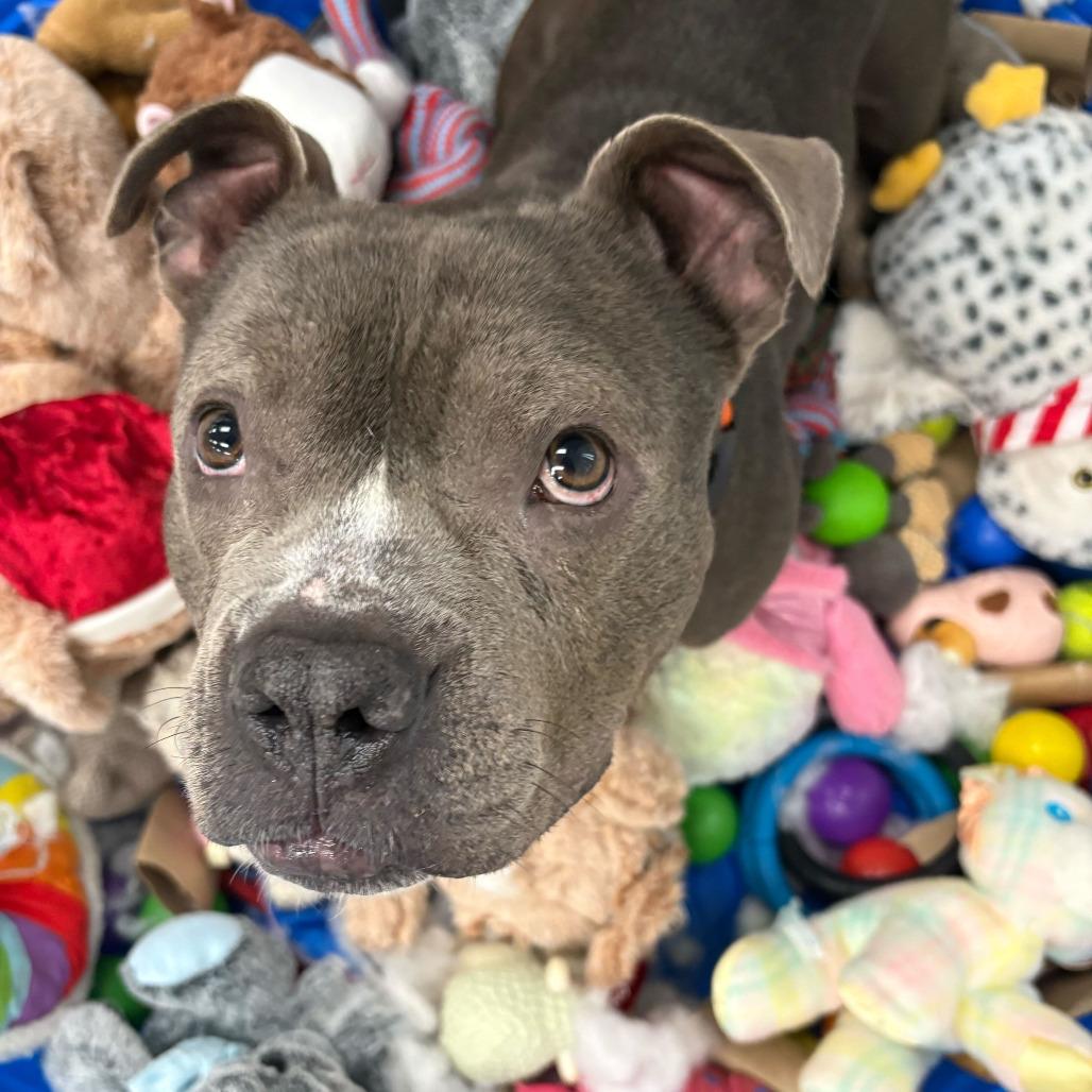 Enlarge Megan, a Adoptable mixed breed in Grand Rapids, MI image 6/6