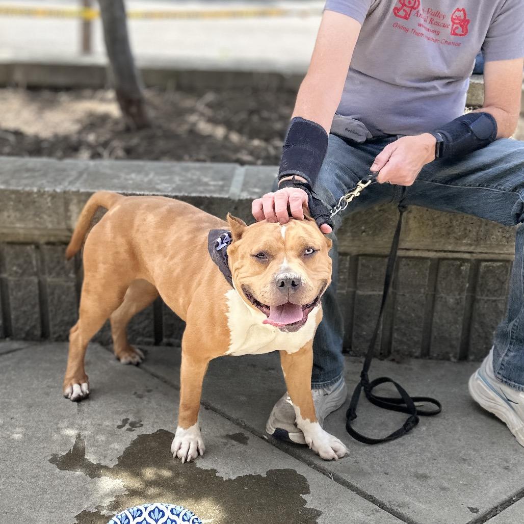 Storm - ECAS, Adoptable, Adult Female Pit Bull Terrier & Mixed Breed.