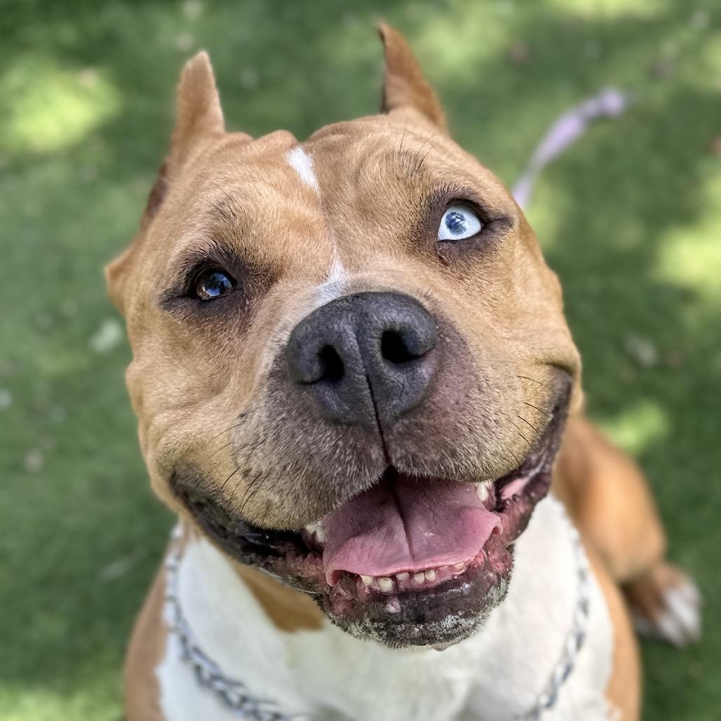 Storm - ECAS, Adoptable, Adult Female Pit Bull Terrier.